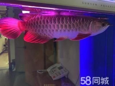 家養金龍魚有什么作用和功效