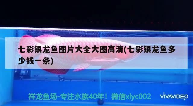 七彩銀龍魚(yú)圖片大全大圖高清(七彩銀龍魚(yú)多少錢(qián)一條)