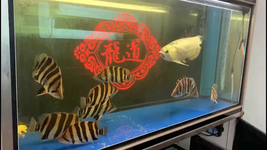 分享高配置龍虎魚缸
