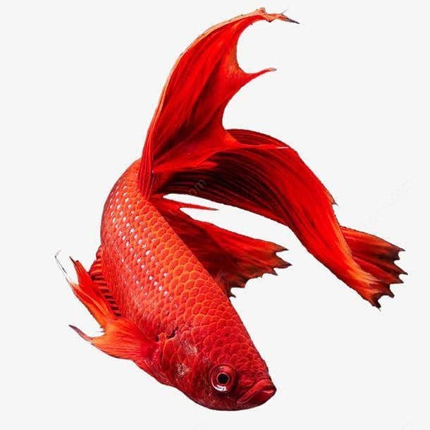 龍魚照片高清大圖素材