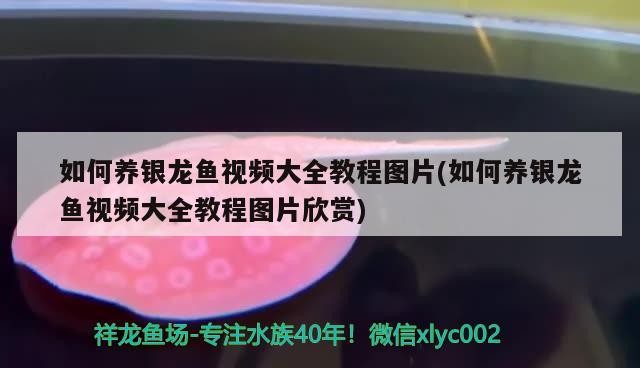 如何養銀龍魚視頻大全教程圖片(如何養銀龍魚視頻大全教程圖片欣賞) 如何養銀龍魚視頻大全教程圖片(如何養銀龍魚視頻大全教程圖片欣賞) 銀龍魚百科