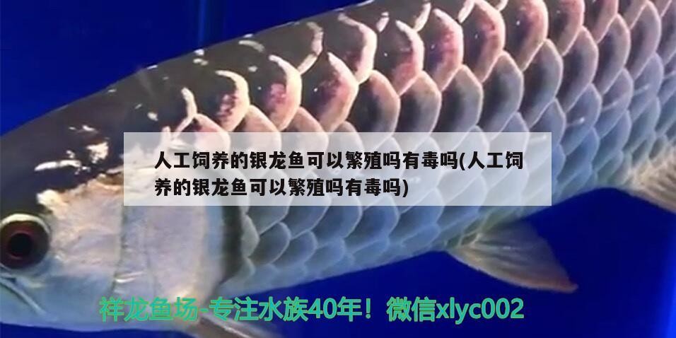 人工飼養的銀龍魚可以繁殖嗎有毒嗎(人工飼養的銀龍魚可以繁殖嗎有毒嗎)