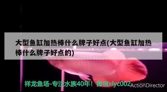 大型魚缸加熱棒什么牌子好點(大型魚缸加熱棒什么牌子好點的)