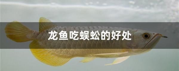 赤血紅龍魚售價多少