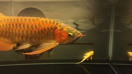 金色龍魚和古典龍魚哪個好