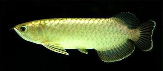 金龍魚氧氣需求大嗎