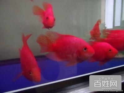 大興黃村哪里有賣(mài)魚(yú)缸的店子啊：在大興黃村尋找一個(gè)銷(xiāo)售魚(yú)缸的店鋪