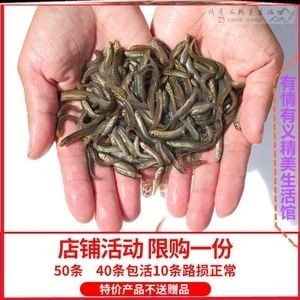 龍魚喂什么便宜好養殖呢