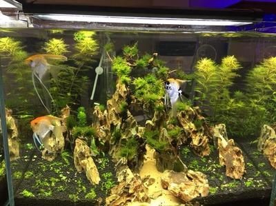 別人家魚缸拿回來好不好：從別人家拿回來的魚缸是否有好運或不好的影響？