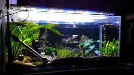 別人家魚缸拿回來好不好：從別人家拿回來的魚缸是否有好運或不好的影響？