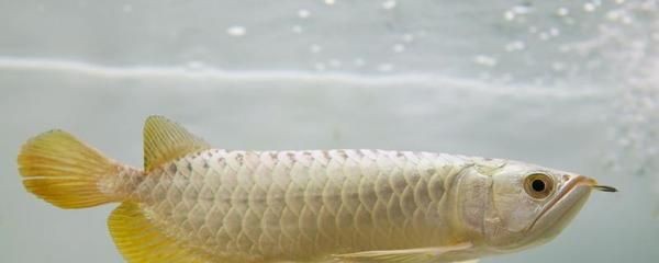 龍魚不吃食老張嘴怎么辦 龍魚不吃食老張嘴怎么辦 龍魚百科 第3張