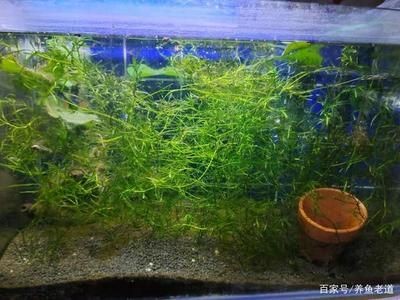 大型魚缸能種水草嗎:如何在大型魚缸中種植水草 魚缸百科 第1張 大型魚缸能種水草嗎:如何在大型魚缸中種植水草 大型魚缸能種水草嗎:如何在大型魚缸中種植水草 魚缸百科 第1張