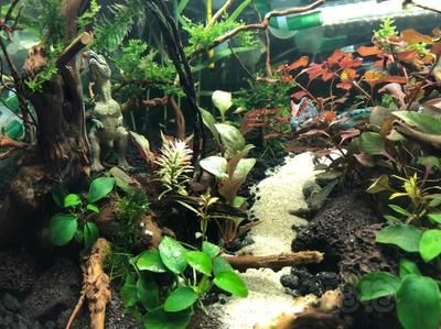 大型魚缸能種水草嗎:如何在大型魚缸中種植水草 魚缸百科 第3張 大型魚缸能種水草嗎:如何在大型魚缸中種植水草 大型魚缸能種水草嗎:如何在大型魚缸中種植水草 魚缸百科 第3張