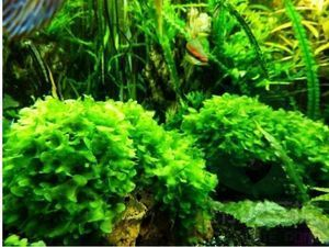 大型魚缸能種水草嗎:如何在大型魚缸中種植水草 魚缸百科 第4張 大型魚缸能種水草嗎:如何在大型魚缸中種植水草 大型魚缸能種水草嗎:如何在大型魚缸中種植水草 魚缸百科 第4張