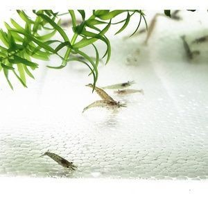 龍魚可以喂大蝦嗎怎么喂