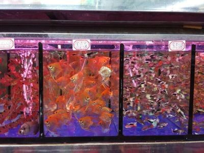 花鳥市場的魚缸文化花鳥市場的魚缸文化花鳥市場的魚缸文化：花鳥市場的魚缸為什么那么干凈漂亮？