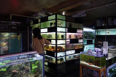 花鳥市場的魚缸文化花鳥市場的魚缸文化花鳥市場的魚缸文化：花鳥市場的魚缸為什么那么干凈漂亮？