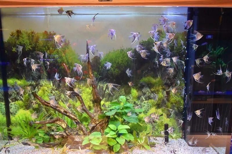 花鳥市場的魚缸文化花鳥市場的魚缸文化花鳥市場的魚缸文化：花鳥市場的魚缸為什么那么干凈漂亮？