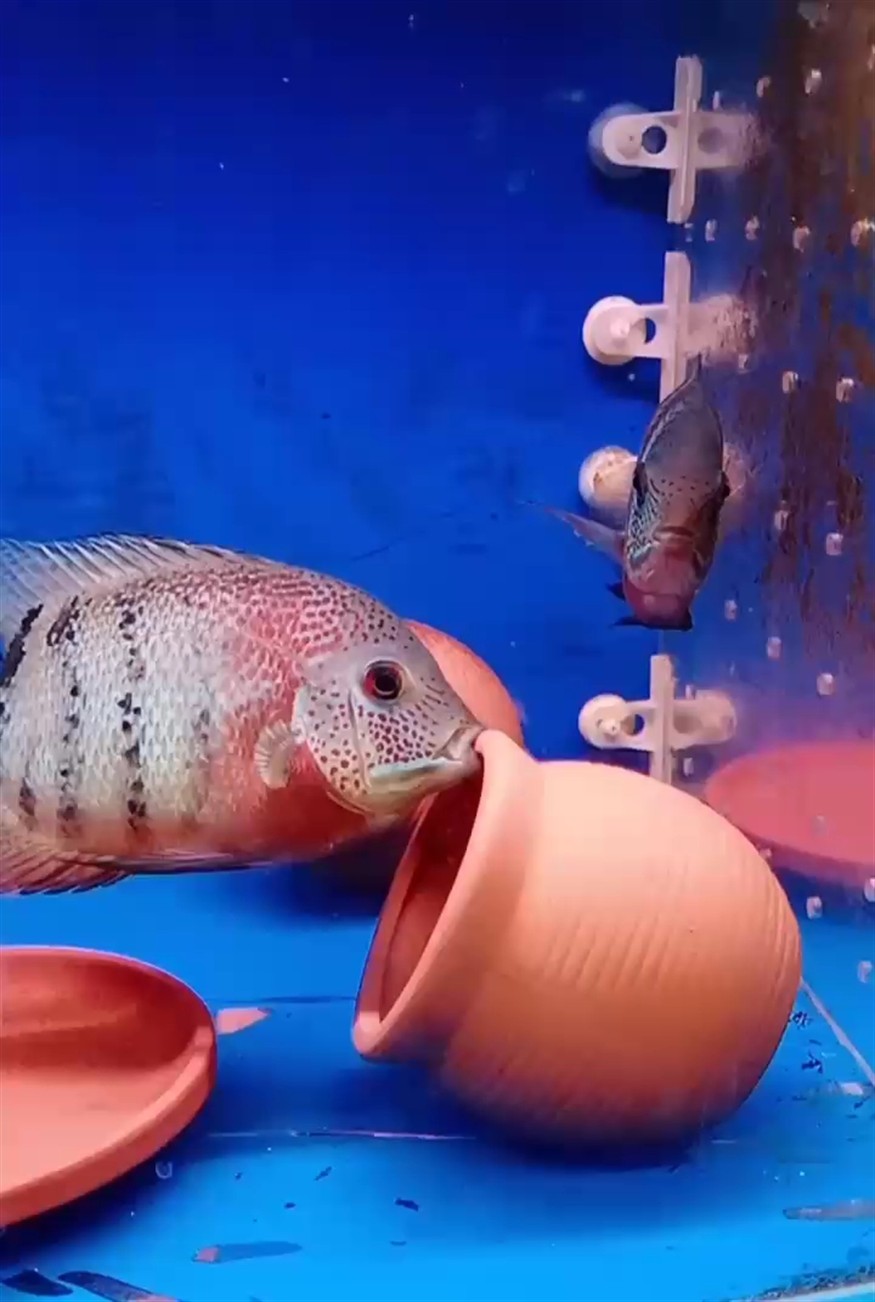 帝王虎斑菠蘿對魚 帝王虎斑菠蘿對魚 虎魚百科 第1張