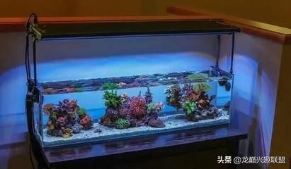 八爪魚(yú)怎么用魚(yú)缸養(yǎng)殖的視頻：八爪魚(yú)養(yǎng)殖的基本步驟和注意事項(xiàng)八爪魚(yú)養(yǎng)殖的基本步驟和注意事項(xiàng)