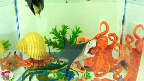 八爪魚(yú)怎么用魚(yú)缸養(yǎng)殖的視頻：八爪魚(yú)養(yǎng)殖的基本步驟和注意事項(xiàng)八爪魚(yú)養(yǎng)殖的基本步驟和注意事項(xiàng)