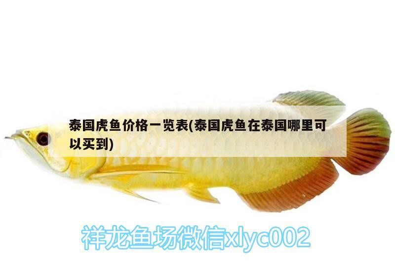 泰國虎魚價格一覽表(泰國虎魚在泰國哪里可以買到)