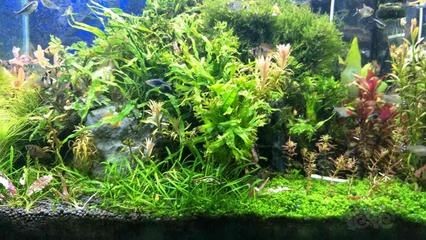 1.5魚缸養多少魚：1.5米的魚缸可以養1.08條10cm長的魚 1.5魚缸養多少魚：1.5米的魚缸可以養1.08條10cm長的魚 魚缸百科 第3張