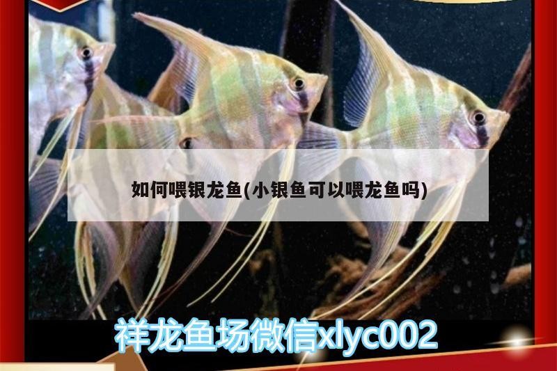 如何喂銀龍魚(小銀魚可以喂龍魚嗎)