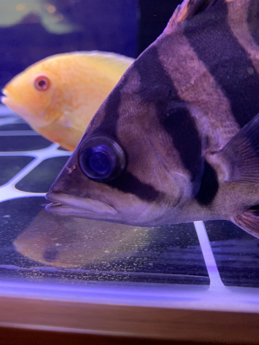 虎魚換水蒙眼 虎魚換水蒙眼 虎魚百科 第1張