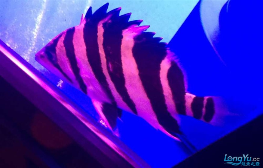 如何判斷金龍魚是否基因優(yōu)秀，如何判斷金龍魚基因優(yōu)劣