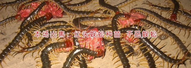 金龍魚吃蜈蚣能增色嗎