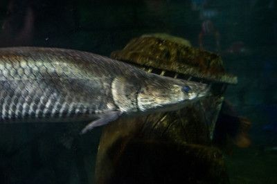 巨骨舌魚(yú)跟金龍魚(yú)一樣嗎