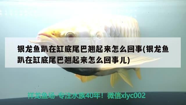 銀龍魚(yú)趴在缸底尾巴翹起來(lái)怎么回事(銀龍魚(yú)趴在缸底尾巴翹起來(lái)怎么回事兒)