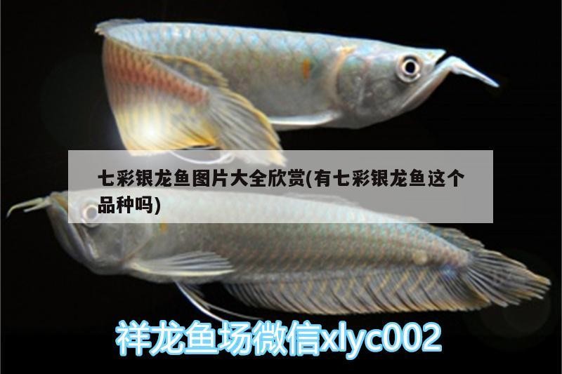 七彩銀龍魚圖片大全欣賞(有七彩銀龍魚這個品種嗎)
