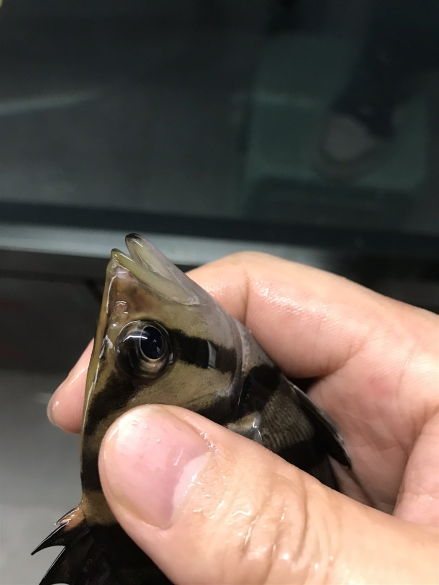 虎魚嘴吧受傷了 虎魚嘴吧受傷了 虎魚百科 第1張