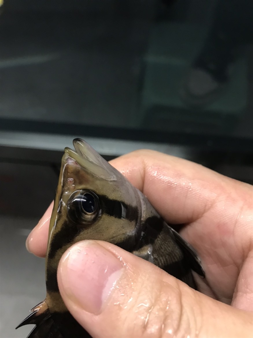 虎魚嘴吧受傷了 虎魚嘴吧受傷了 虎魚百科 第2張