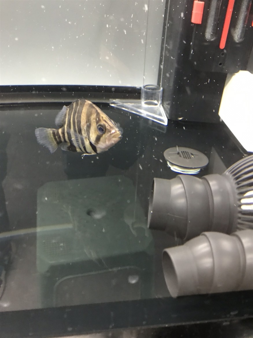 虎魚嘴吧受傷了 虎魚嘴吧受傷了 虎魚百科 第3張