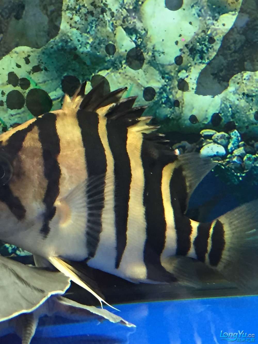 求高手幫看看啥病怎樣治虎魚身上長腫瘤了越長越 虎魚百科 第1張 求高手幫看看啥病怎樣治虎魚身上長腫瘤了越長越 求高手幫看看啥病怎樣治虎魚身上長腫瘤了越長越 虎魚百科 第1張