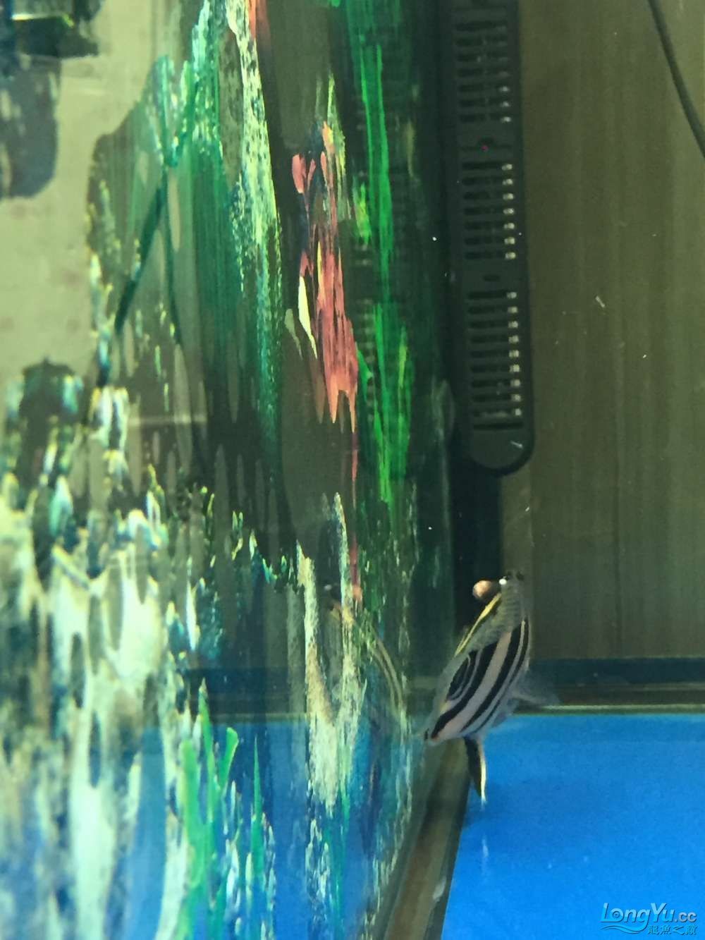 求高手幫看看啥病怎樣治虎魚身上長腫瘤了越長越 虎魚百科 第3張 求高手幫看看啥病怎樣治虎魚身上長腫瘤了越長越 求高手幫看看啥病怎樣治虎魚身上長腫瘤了越長越 虎魚百科 第3張