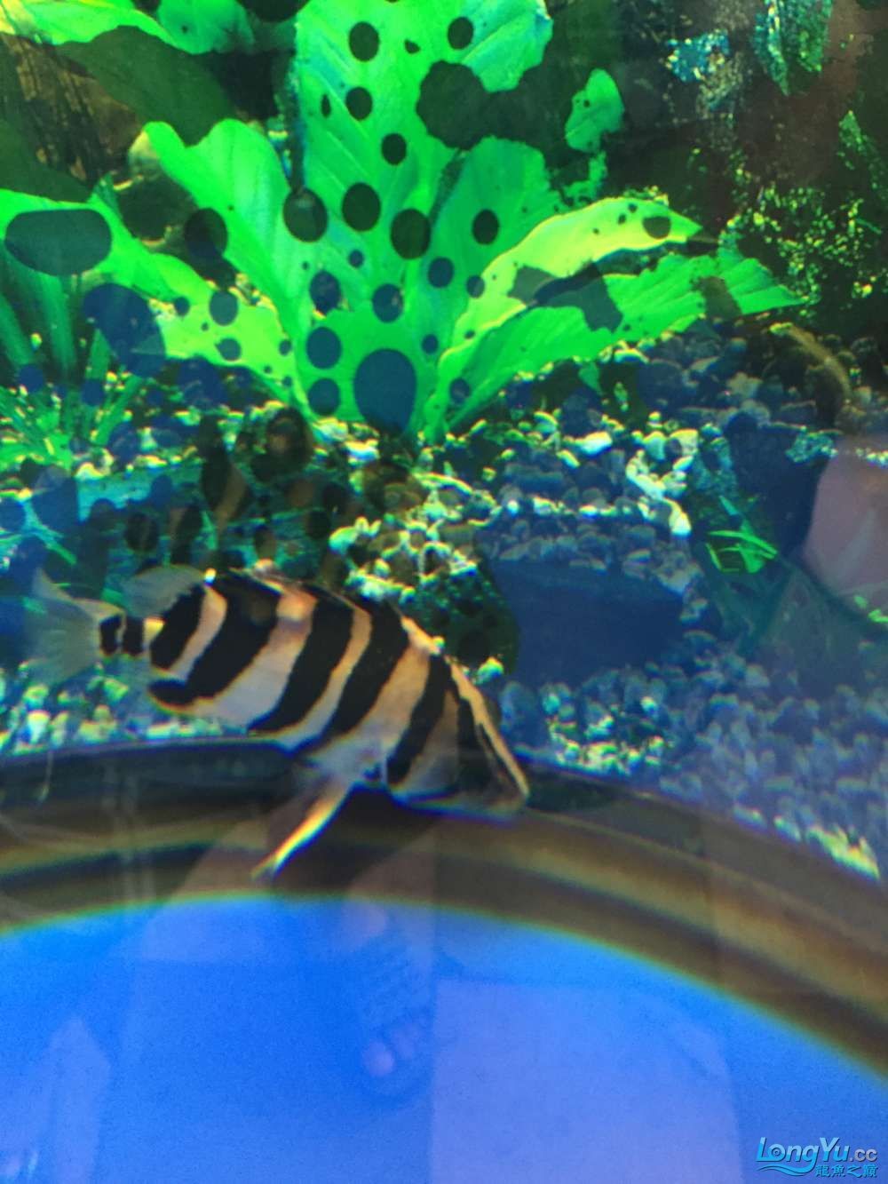 求高手幫看看啥病怎樣治虎魚身上長腫瘤了越長越 虎魚百科 第4張 求高手幫看看啥病怎樣治虎魚身上長腫瘤了越長越 求高手幫看看啥病怎樣治虎魚身上長腫瘤了越長越 虎魚百科 第4張