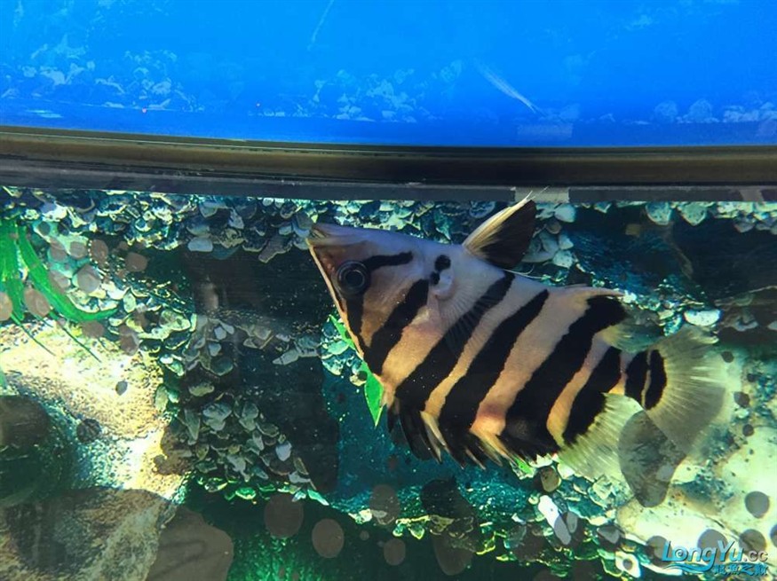 求高手幫看看啥病怎樣治虎魚身上長腫瘤了越長越 虎魚百科 第2張 求高手幫看看啥病怎樣治虎魚身上長腫瘤了越長越 求高手幫看看啥病怎樣治虎魚身上長腫瘤了越長越 虎魚百科 第2張