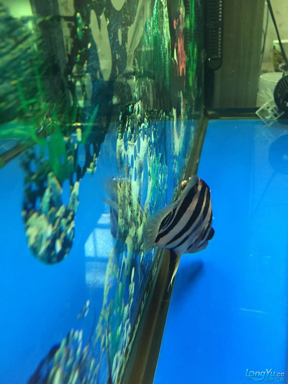 求高手幫看看啥病怎樣治虎魚身上長腫瘤了越長越 虎魚百科 第5張 求高手幫看看啥病怎樣治虎魚身上長腫瘤了越長越 求高手幫看看啥病怎樣治虎魚身上長腫瘤了越長越 虎魚百科 第5張