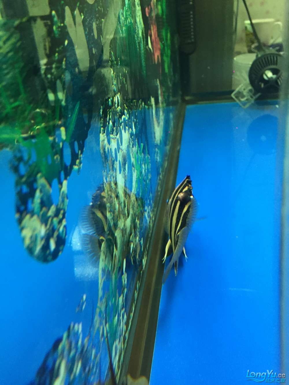 求高手幫看看啥病怎樣治虎魚身上長腫瘤了越長越 虎魚百科 第7張 求高手幫看看啥病怎樣治虎魚身上長腫瘤了越長越 求高手幫看看啥病怎樣治虎魚身上長腫瘤了越長越 虎魚百科 第7張