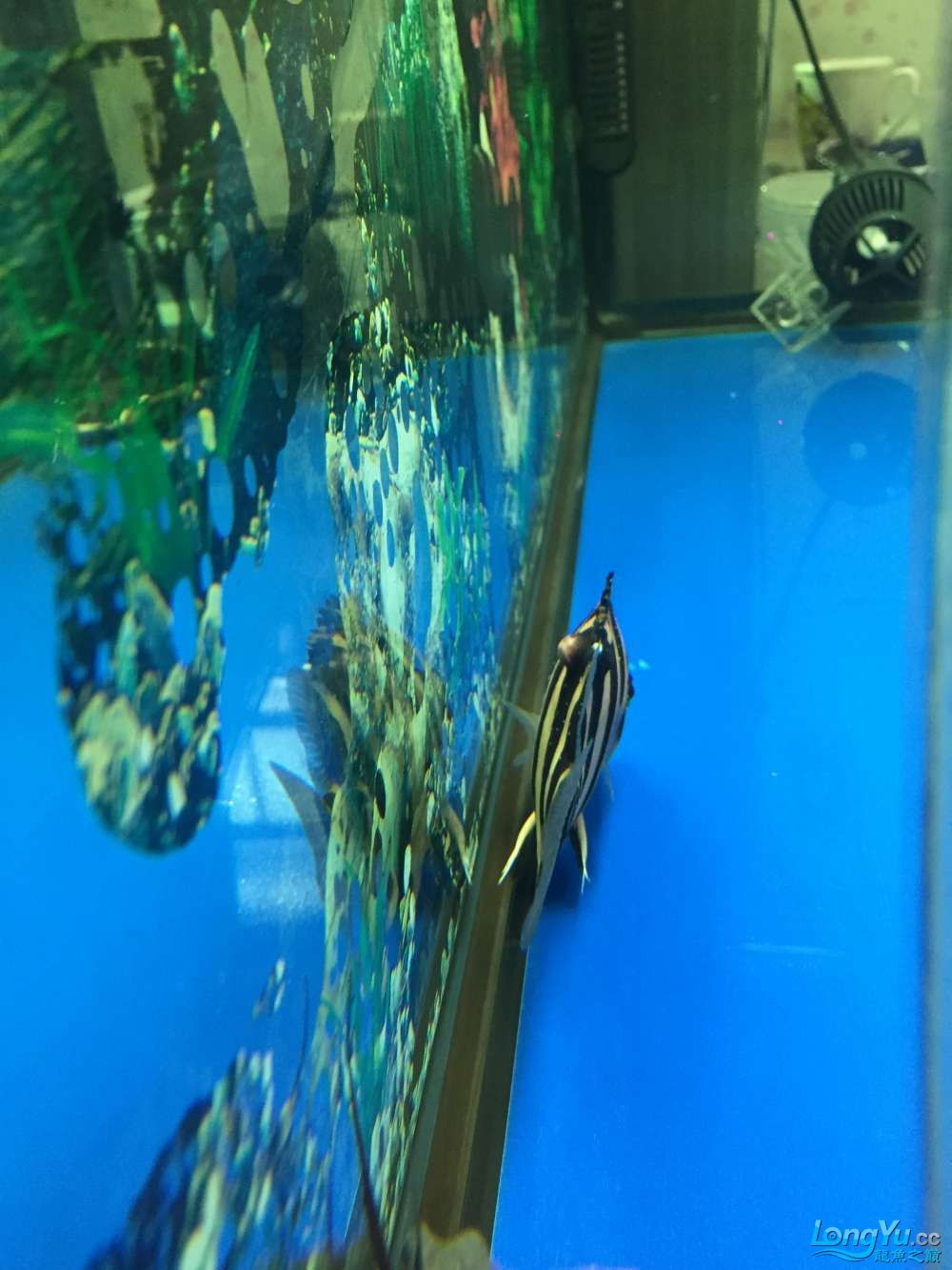 求高手幫看看啥病怎樣治虎魚身上長腫瘤了越長越 虎魚百科 第6張 求高手幫看看啥病怎樣治虎魚身上長腫瘤了越長越 求高手幫看看啥病怎樣治虎魚身上長腫瘤了越長越 虎魚百科 第6張