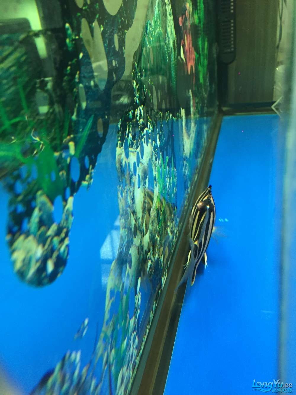 求高手幫看看啥病怎樣治虎魚身上長腫瘤了越長越 虎魚百科 第8張 求高手幫看看啥病怎樣治虎魚身上長腫瘤了越長越 求高手幫看看啥病怎樣治虎魚身上長腫瘤了越長越 虎魚百科 第8張
