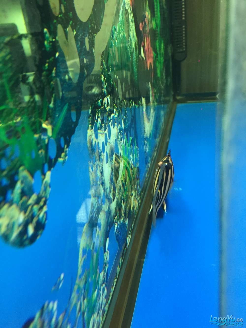 求高手幫看看啥病怎樣治虎魚身上長腫瘤了越長越 虎魚百科 第9張 求高手幫看看啥病怎樣治虎魚身上長腫瘤了越長越 求高手幫看看啥病怎樣治虎魚身上長腫瘤了越長越 虎魚百科 第9張