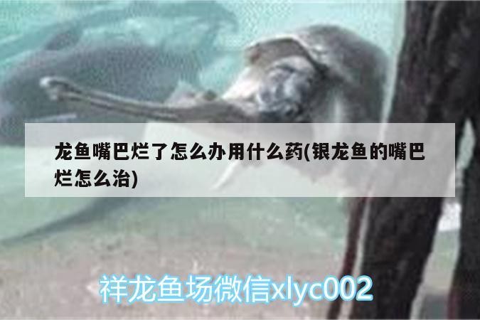 龍魚鱗片邊緣發(fā)黑怎么辦，魚鱗片邊緣發(fā)黑怎么辦？