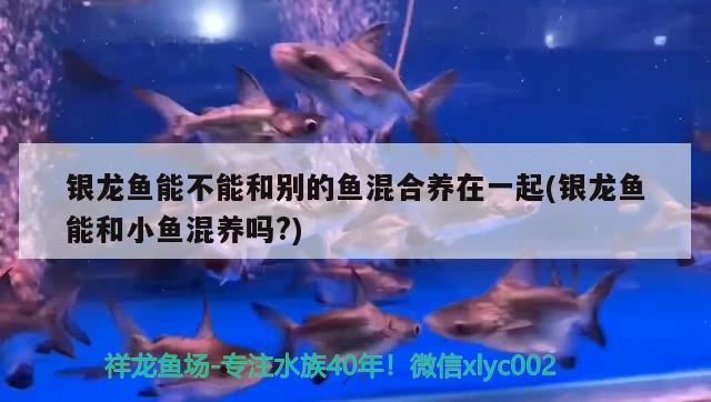 銀龍魚能不能和別的魚混合養在一起(銀龍魚能和小魚混養嗎?)