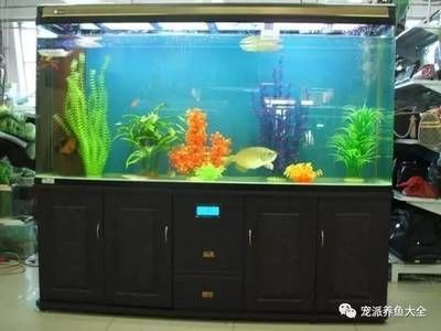 補魚缸用什么膠水：大型魚缸專用膠、結構膠的選擇和使用注意事項