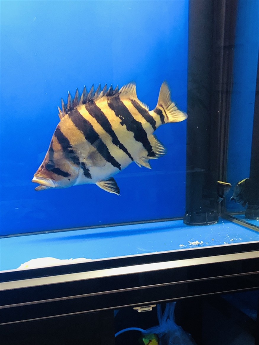 虎魚球虎